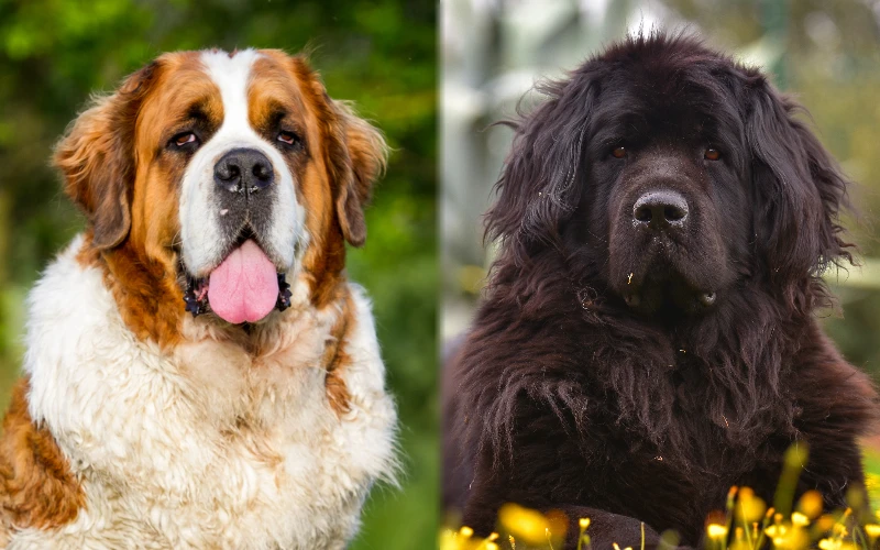 Parent breeds of Saint Bernewfie - Featured Image