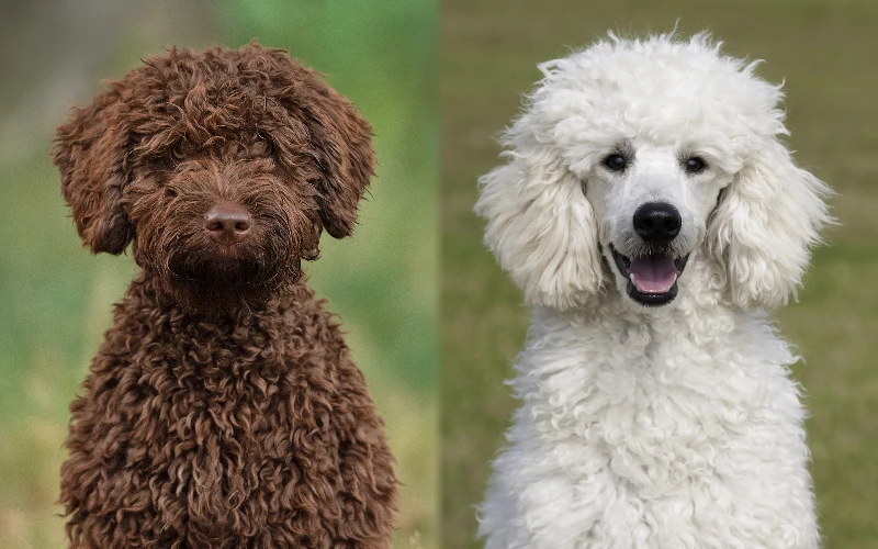 Parent breeds of Spanish Water Dog Poodle Mix