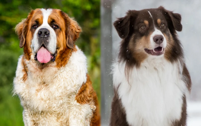 Parent breeds of St. Bernard Australian Shepherd Mix - Featured Image