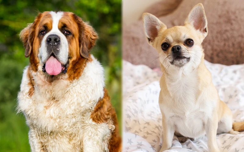 Parent breeds of St. Bernard Chihuahua Mix - Featured Image