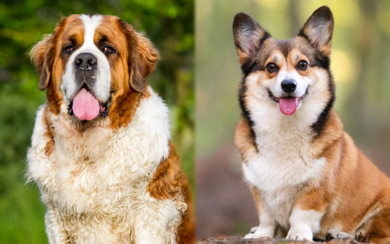 Parent breeds of St. Bernard Corgi Mix - Featured Image