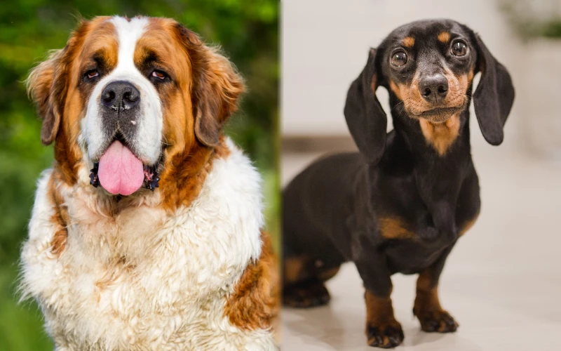 Parent breeds of St. Bernard Dachshund Mix - Featured Image