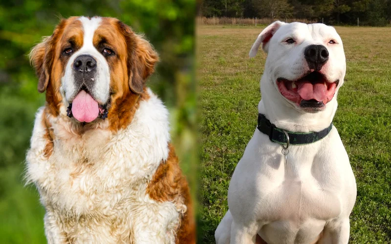 Saint Bernard dog (character, diet, care)