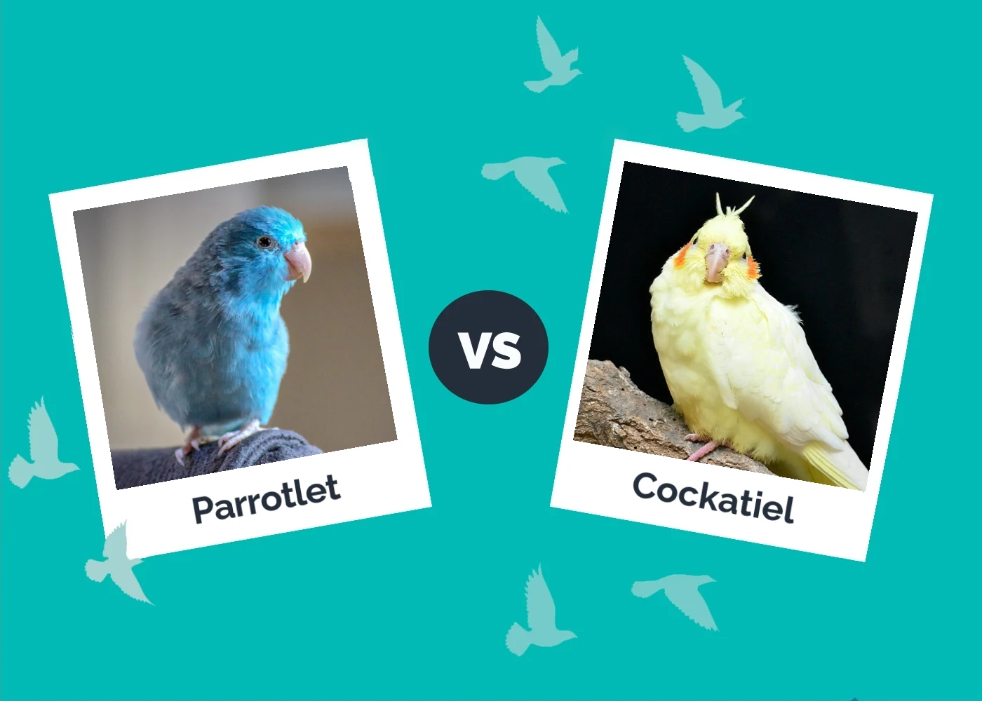Parrotlet vs Cockatiel - Featured Image