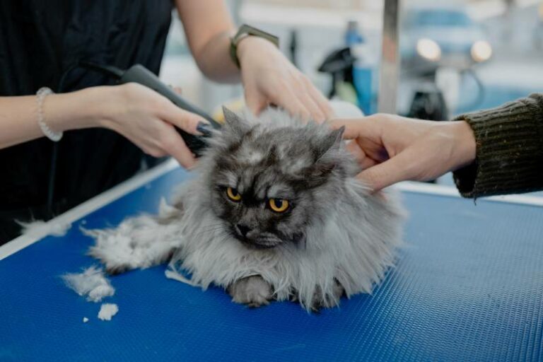 how-to-shave-a-cat-s-bum-7-vet-approved-steps-hepper