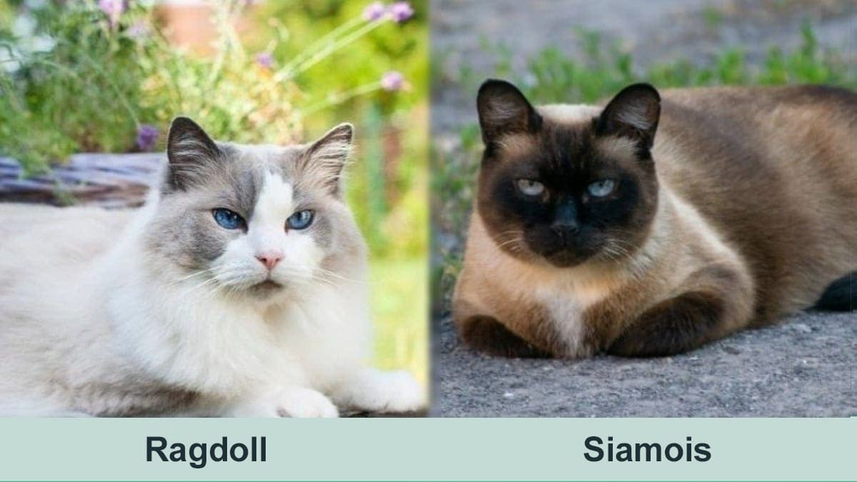 Ragdoll vs siamois 1