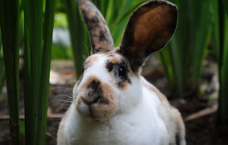 Rex rhinelander rabbit in the green garden sitting and watching curiously