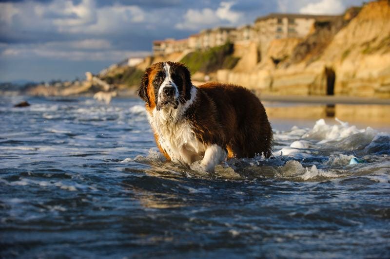Saint Bernard dog outdoor portrait at beach standing in water