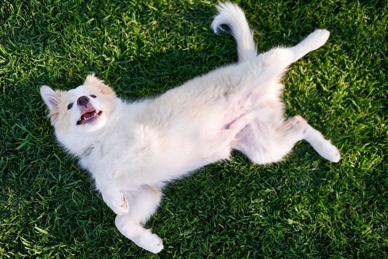Samoyed rolling in the grass