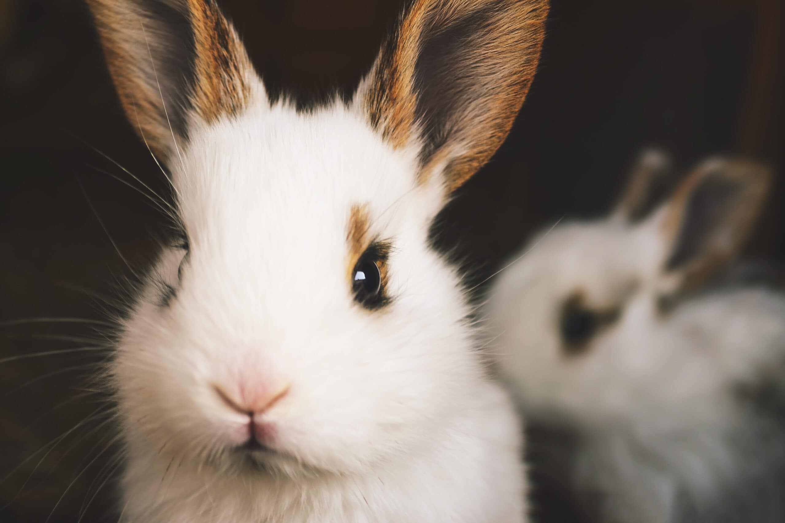 Satin Angora rabbit