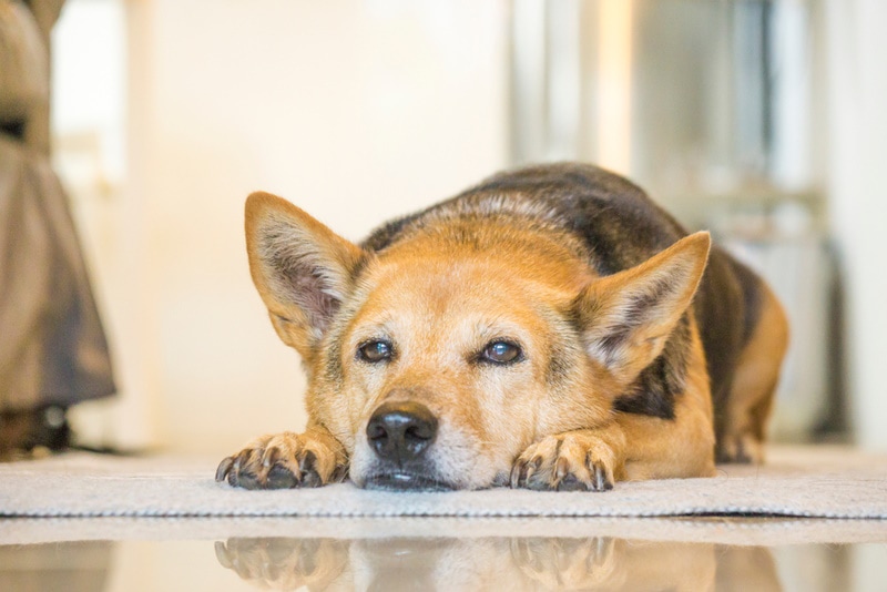 Senior dog with arthritis lying on the carpet