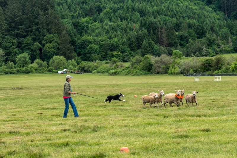 Shepherd training her dog to herd sheep