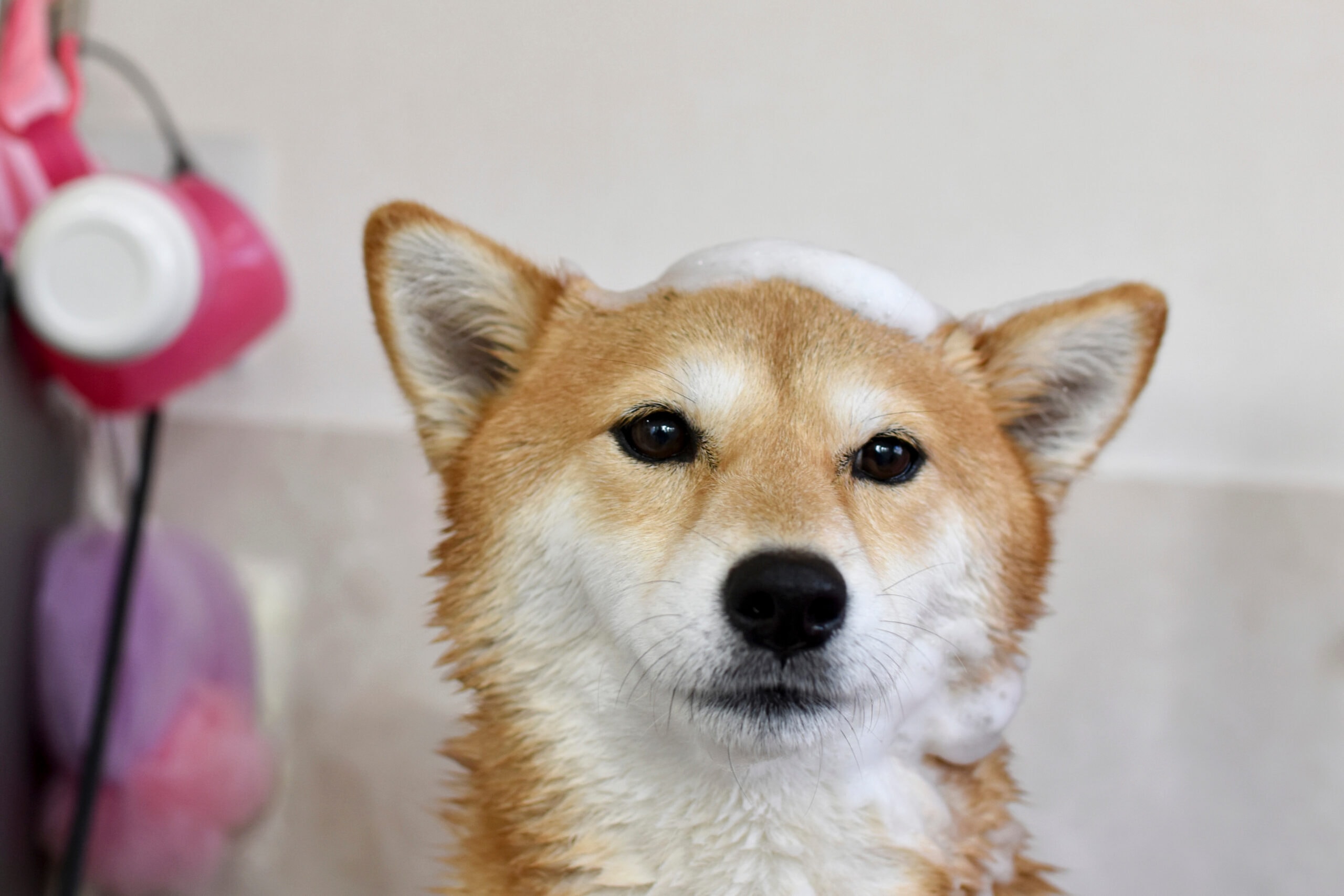 Shiba Inu bath bubbles shampoo bathroom