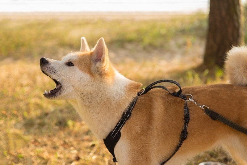 Shiba Inu on a leash barking
