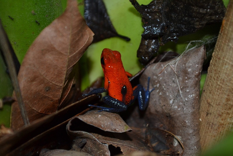 Strawberry Poison Dart Frog