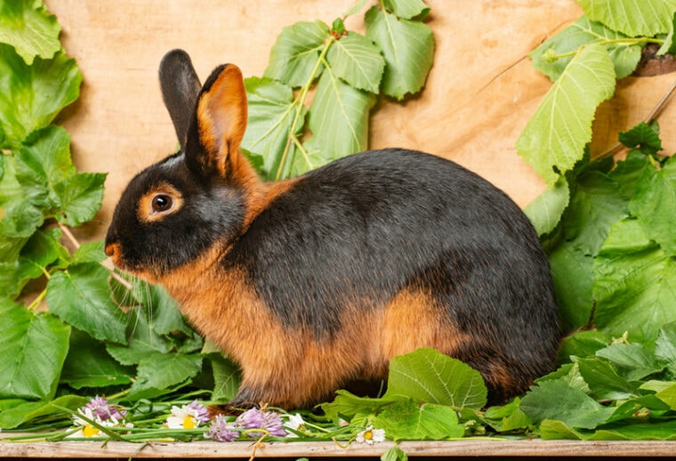 Tan Rabbit Breed Info Pictures, Temperament & Traits PorchTop Blogs