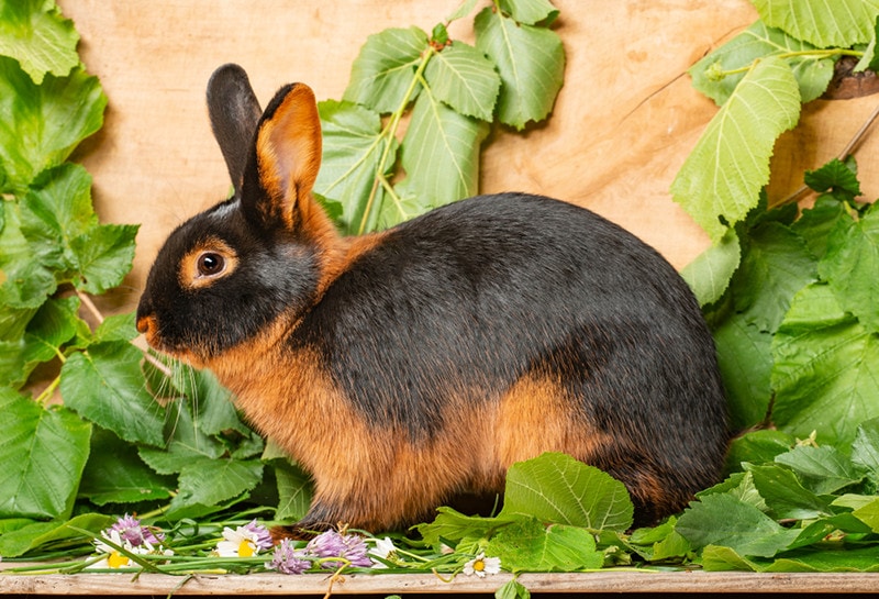 tan rabbit on a wooden background with grass and leaves