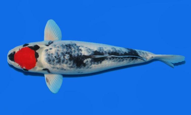 Tancho koi fish
