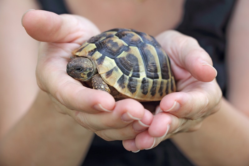 Tiny pet turtle in owner's hands