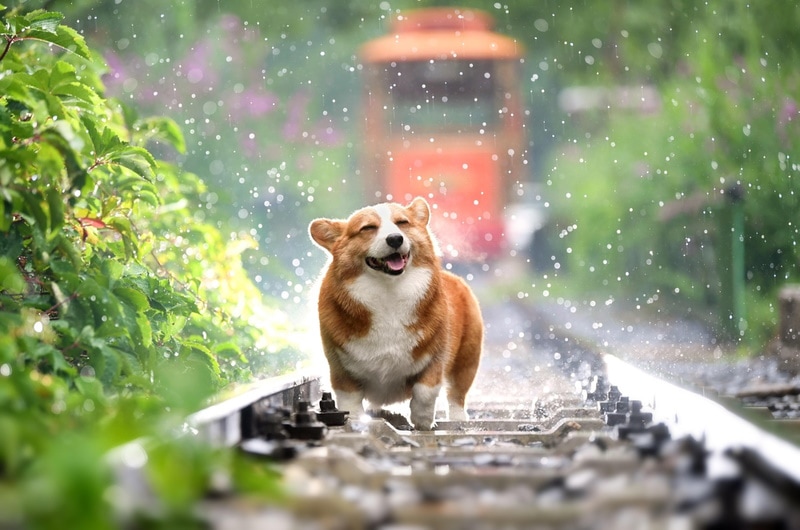 Welsh corgi walking in the rain on the train tracks