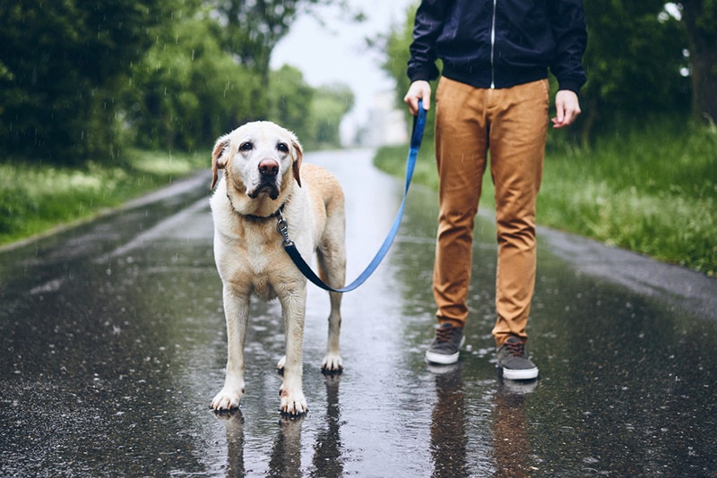 Wet dog on leash. Man walking with labrador retriever in rain