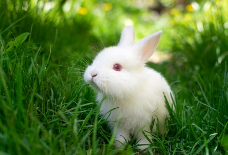 White Vienna Rabbit