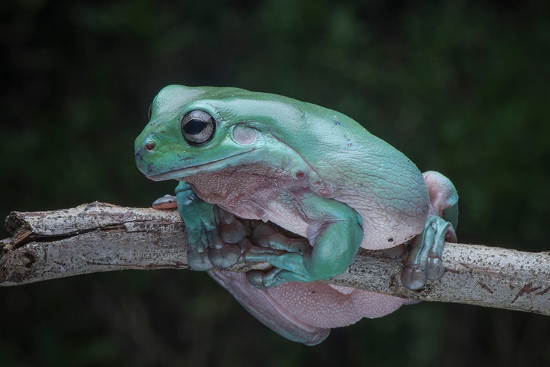 White s Tree Frog Lifespan Diet Pictures And More Hepper Pet Resources