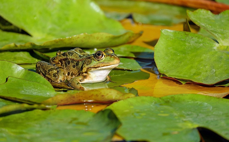 Wild Frog