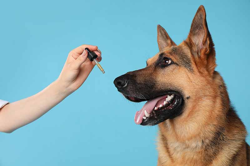 Woman giving tincture to German Shepherd dog