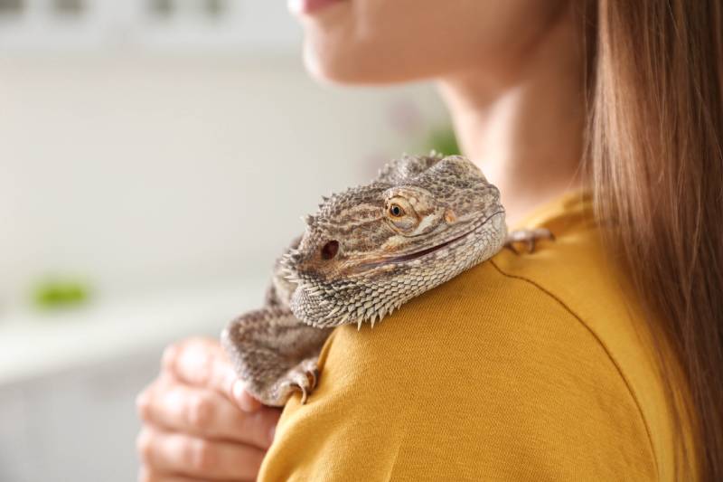 Woman holding bearded lizard indoors