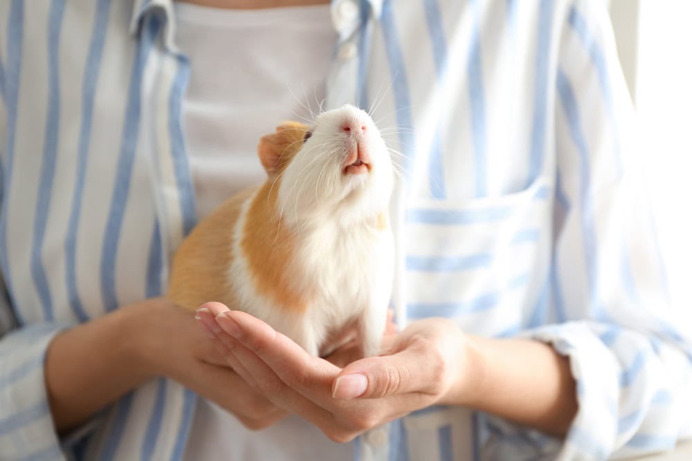 Woman holding cute small guinea pig