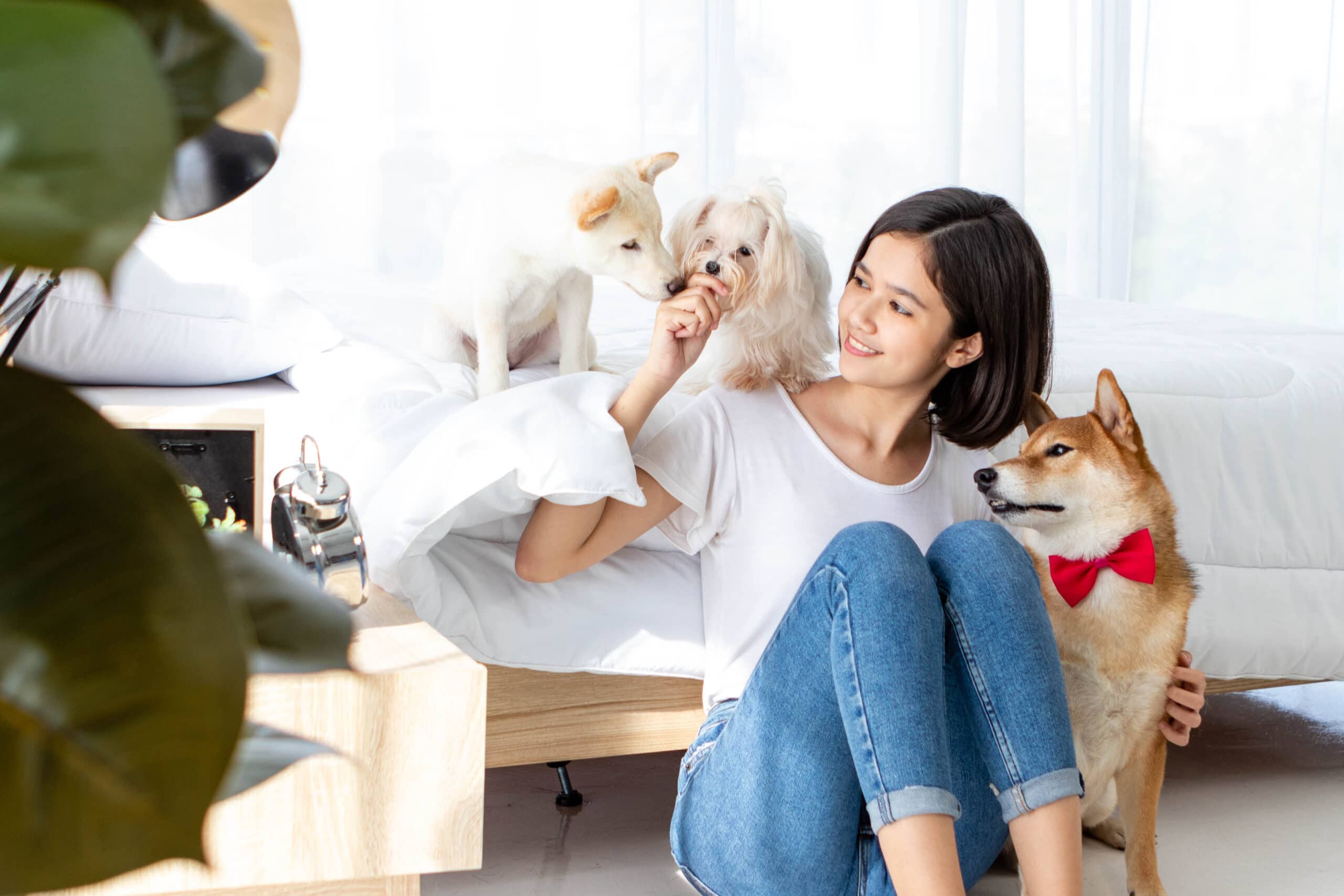 Woman-with-Brown-Shiba-White-Shiba-puppy-Maltese