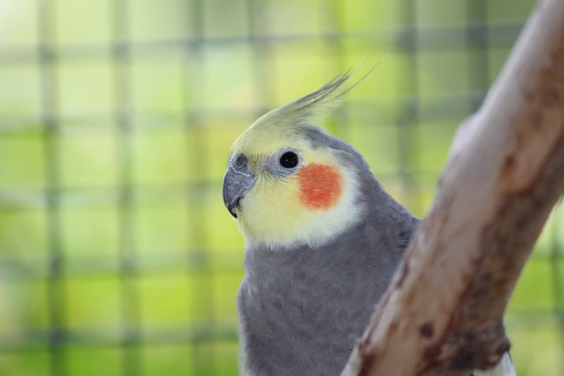 Where Can I Buy a Cockatiel 2024 Guide Tips Hepper