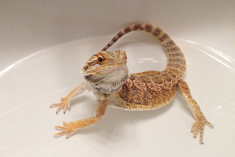 Young bearded dragon taking a bath