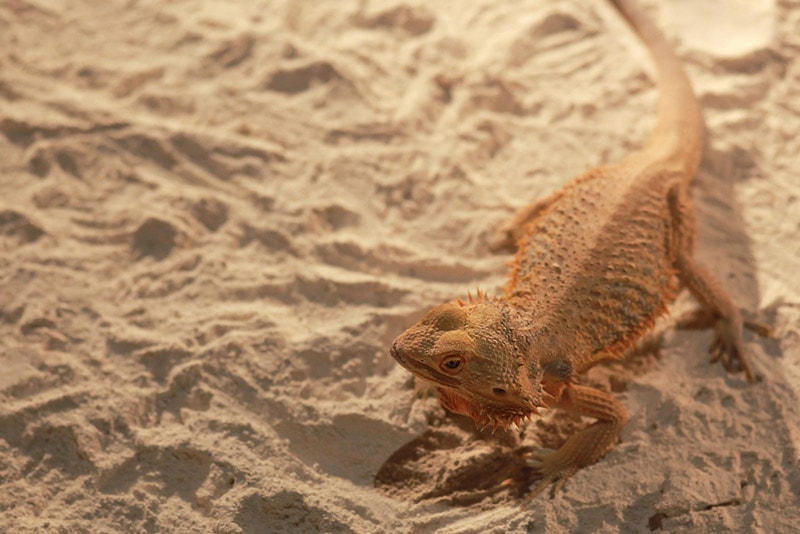 a bearded dragon digging the substrate