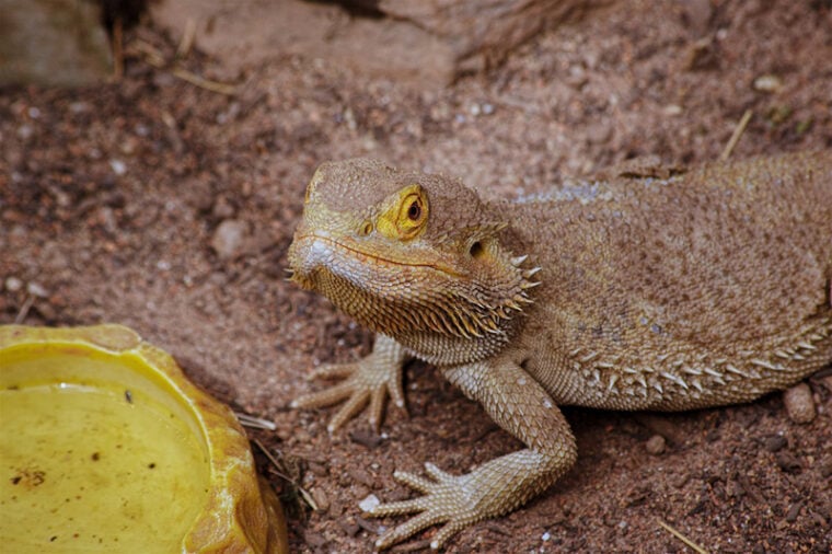Why Is My Bearded Dragon Digging? 6 Reasons For This Behavior Hepper