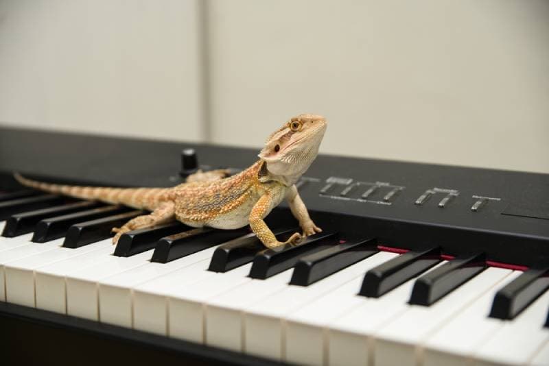 a bearded dragon on the piano