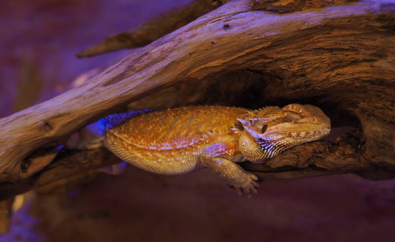 a bearded dragon sleeping under a log