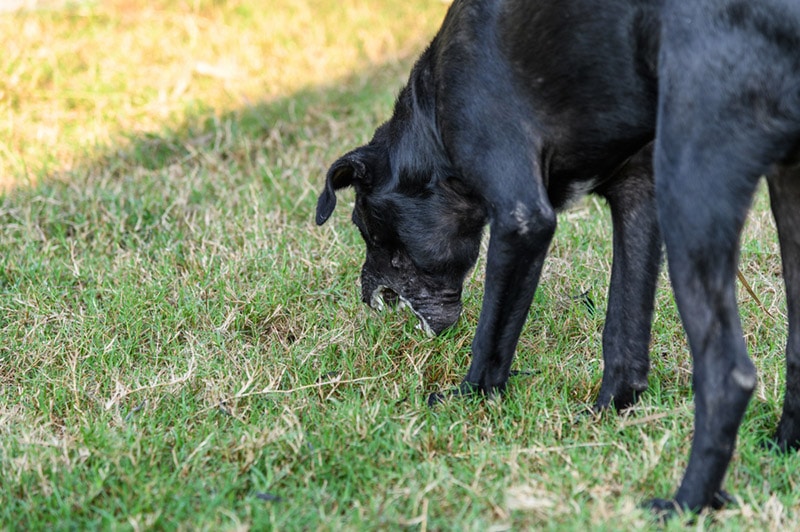 a black dog choking