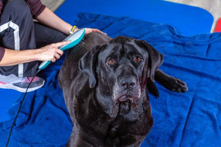 Laser Treatment For Dogs Vet Explained Therapy Pros Cons FAQ Hepper laser-treatment-for-chronic-pain-available-at-urban-animal-veterinary