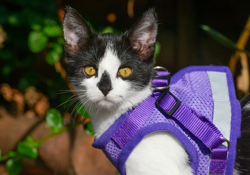 a cat wearing a harness