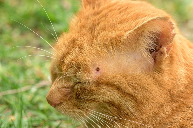 a cat with tick on its head