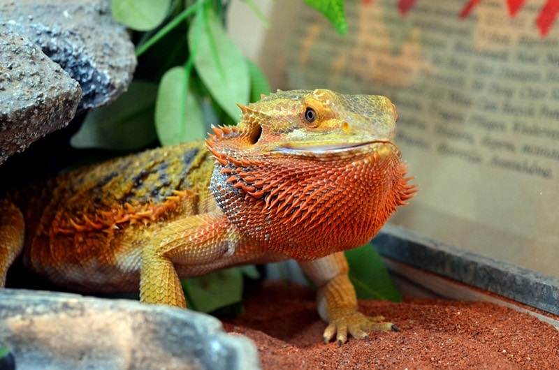 a central bearded dragon digging the substrate