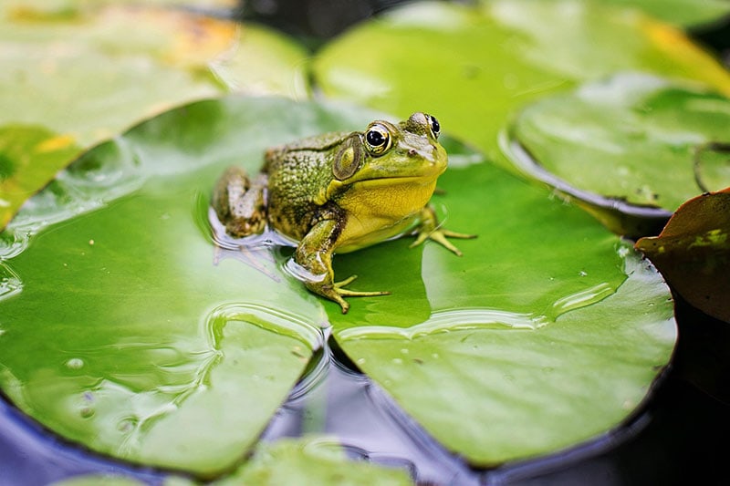 a frog on a water lily leaf