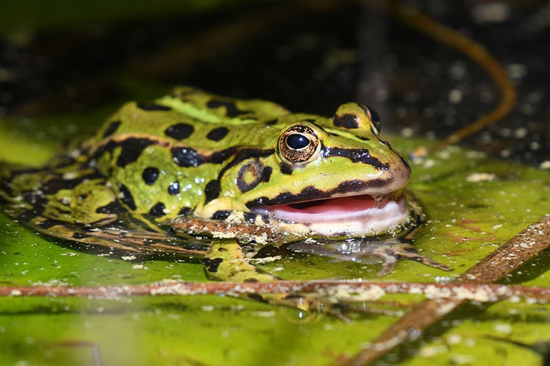 How Long Do Pet Frogs Live? Average Lifespan, Data & Care | Hepper