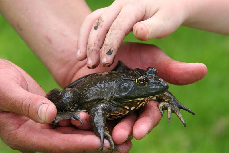 a frog on human hands