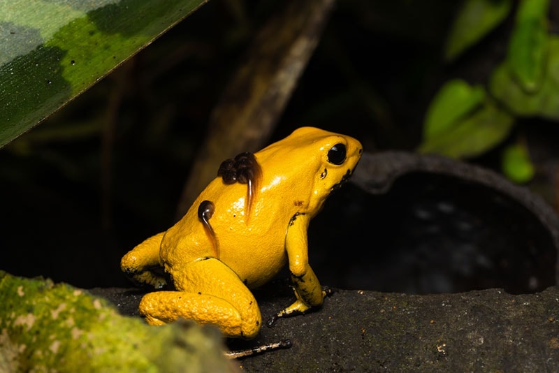 a golden poison dart frog carrying tadpoles