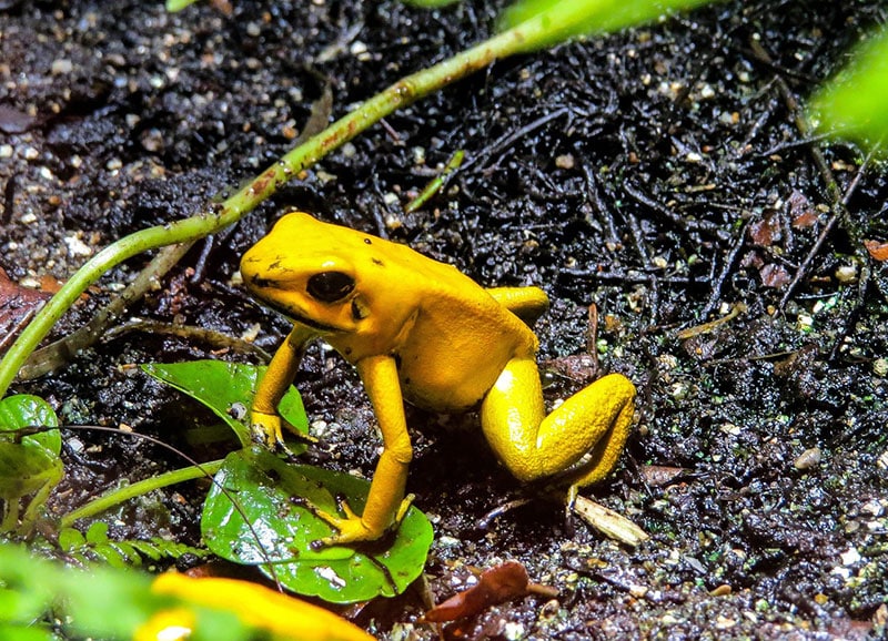 a golden poison dart frog