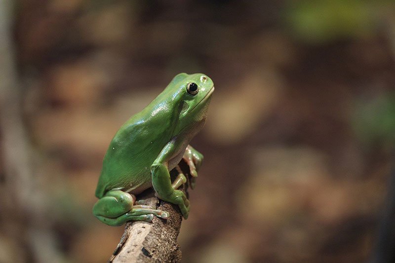 a green tree frog on a branch