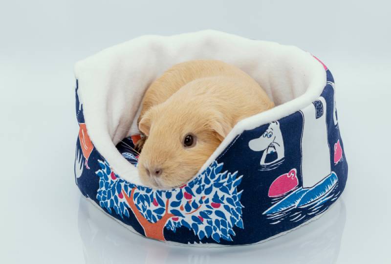 a guinea pig sleeping on its bed